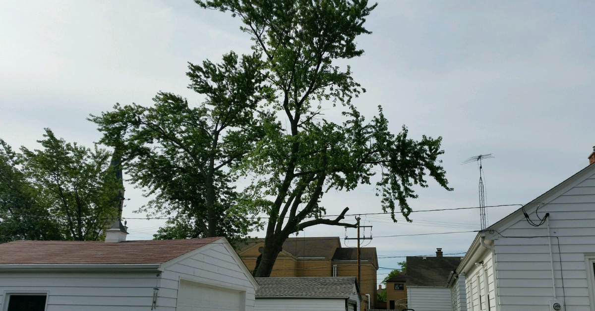 24/7 Emergency Tree Service
