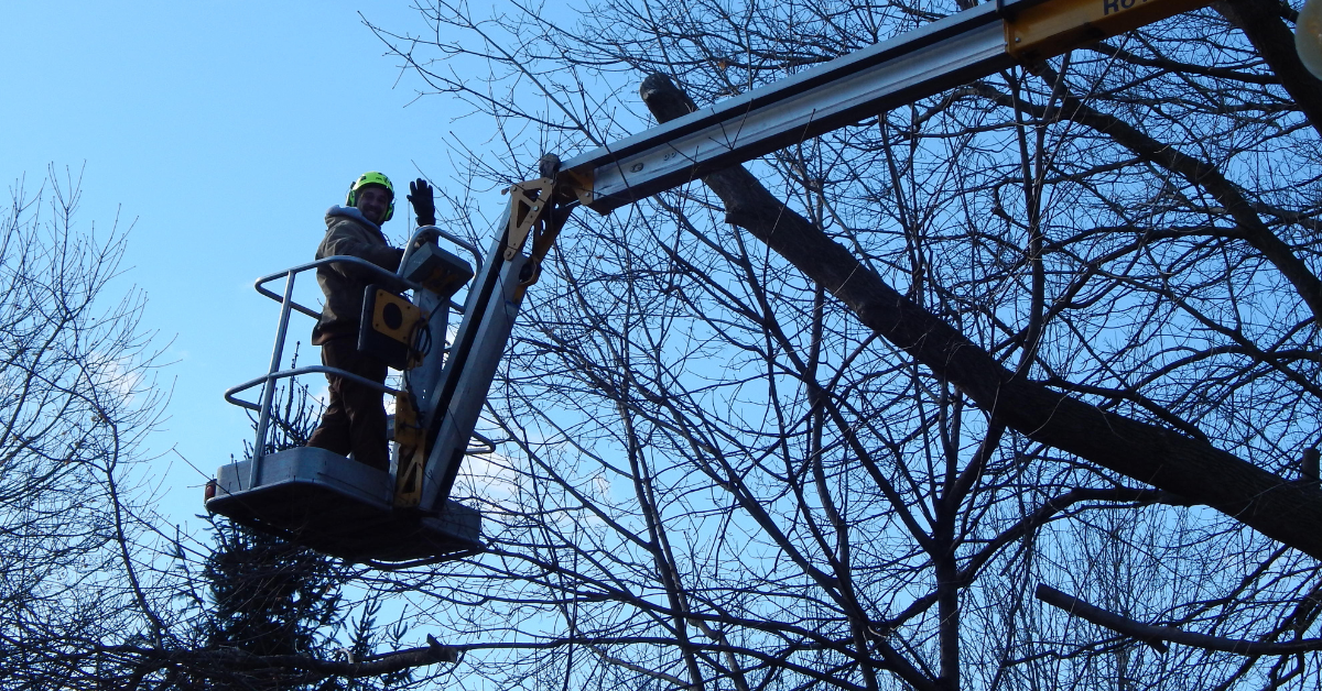 A Tree Frog Service LLC certified arborist performing dormant pruning on a Wisconsin maple