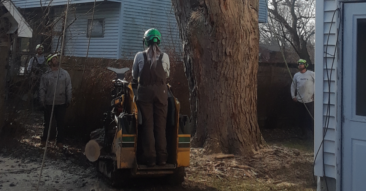 A professional arborist from Tree Frog Service LLC showing valid insurance documents to a homeowner