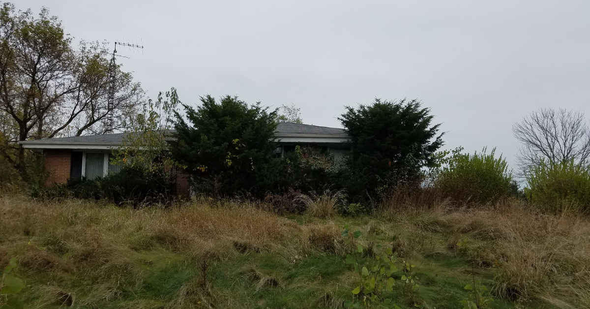Shrub Removal